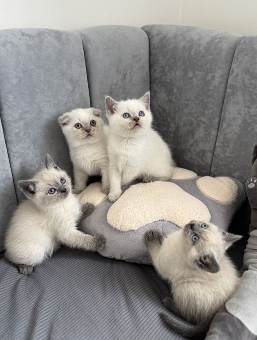 Котики шотландські висловухі