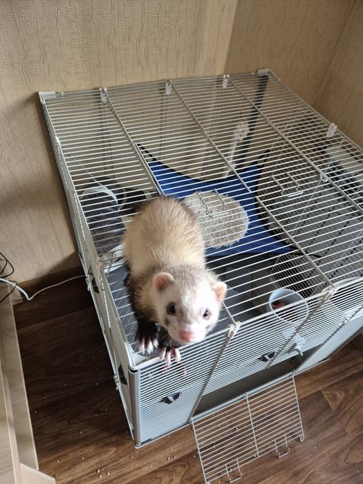 Продам клетку под хорька, и других подвижный  грызунов!