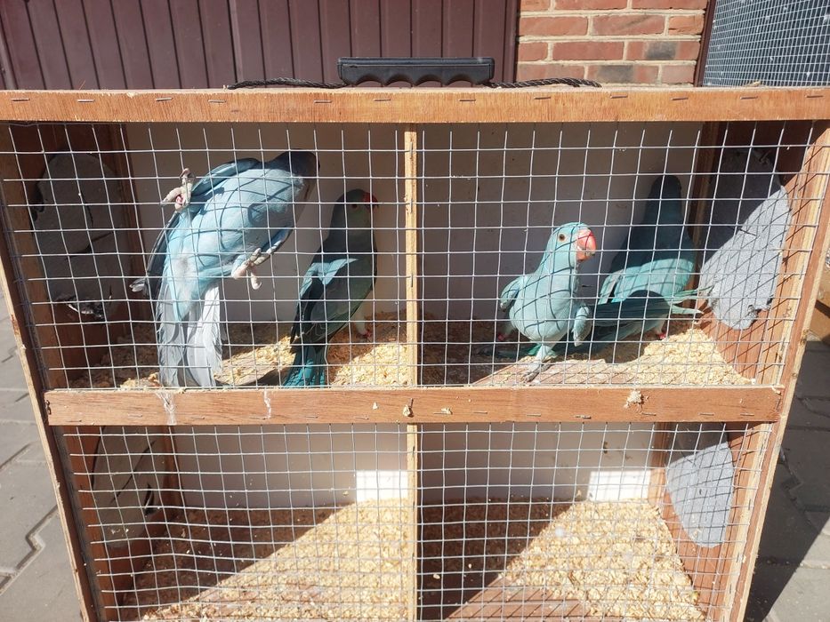 Sprzedam Aleksandretty Obrożne