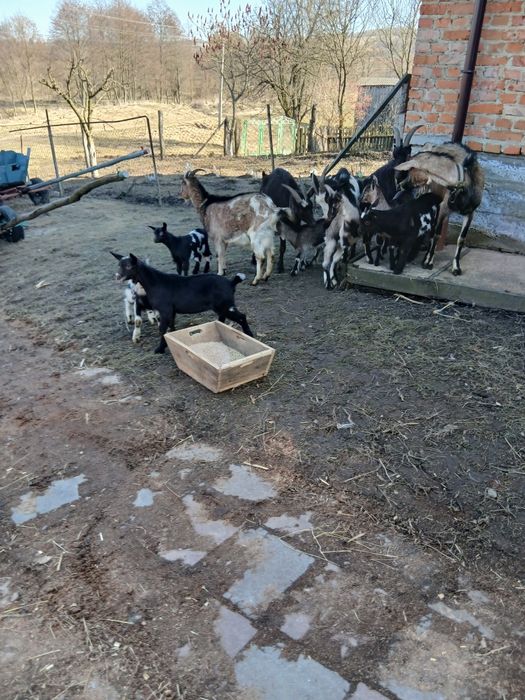 Продам кози і козинята