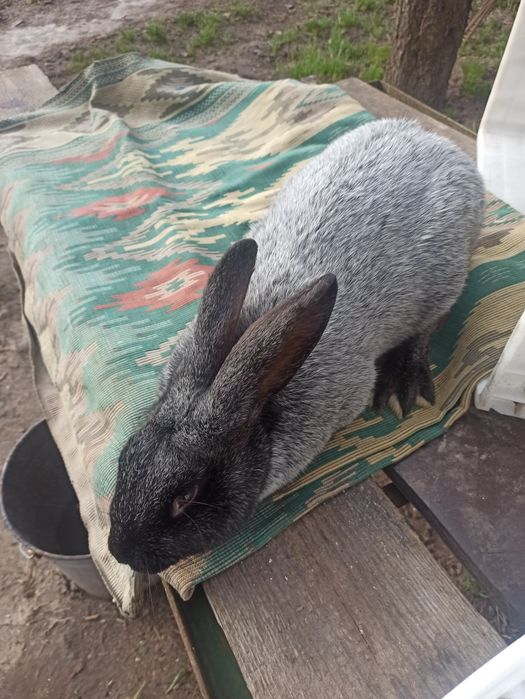 Продам кроликов породистых