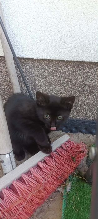 Oddam kotki  w dobre ręce