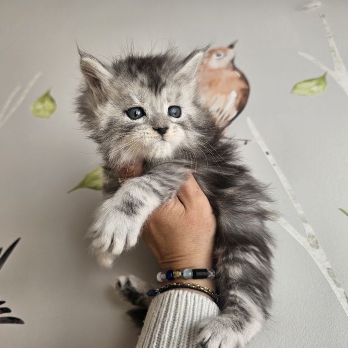Kocurek  Maine coon rodowód fpl FIFe