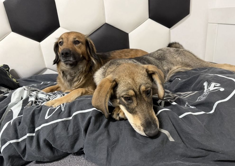 Petsitter opieka nad psem Chodzież