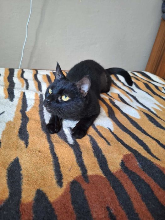 Kochasz czarne koty? Pokochaj naszą koteczkę :)