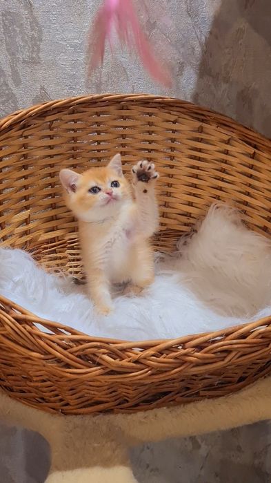 Красотка ждёт вас