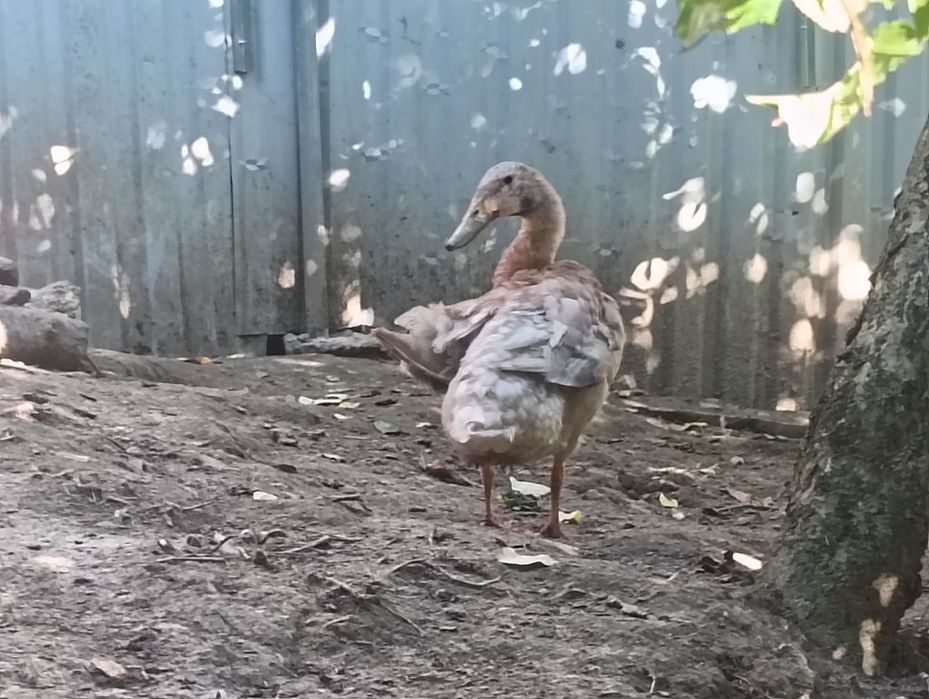 Biegus indyjski kaczor