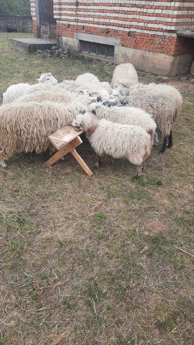 Вівці ,баран, овечки