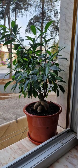 Plantas de Interior – Venda Individual ou em Conjunto