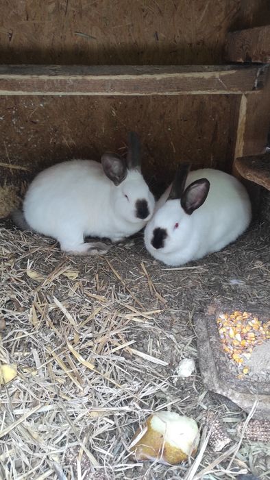 Wymienię lub sprzedam