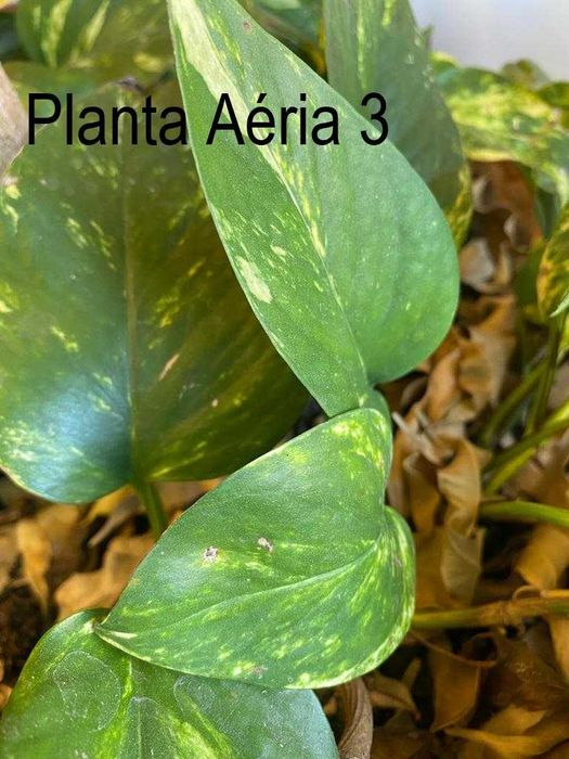 PLANTAS PARA ÁQUARIO - 20 PLANTAS POR 20 EUROS