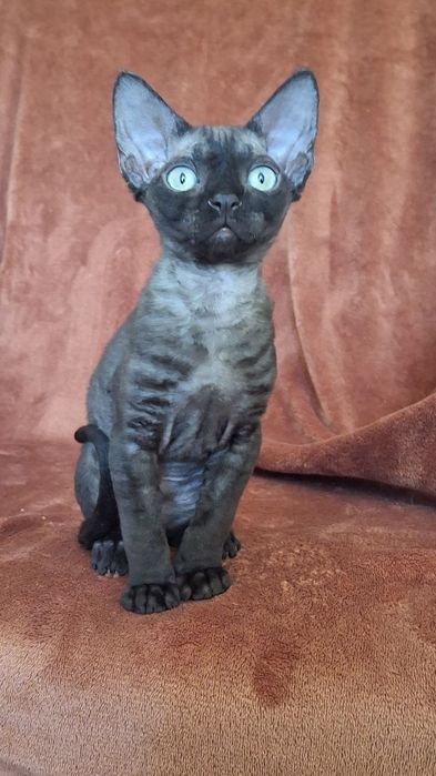 Devon Rex koczenta WGF