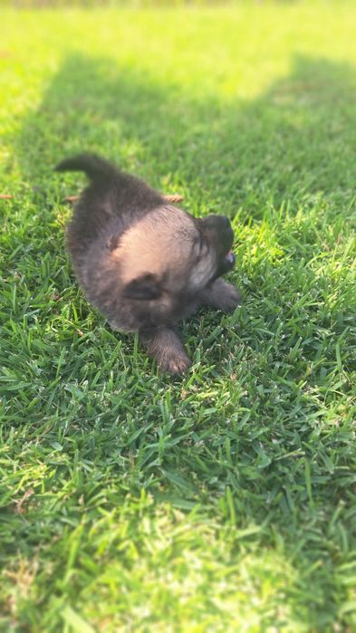Spitz alemão macho