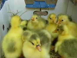 Гусы Датский Легарт