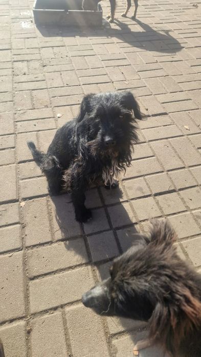 Bąbel mniejszy piesek do adopcji