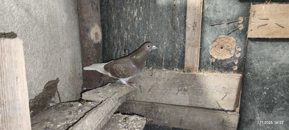 Pocztowe kolorowe samice