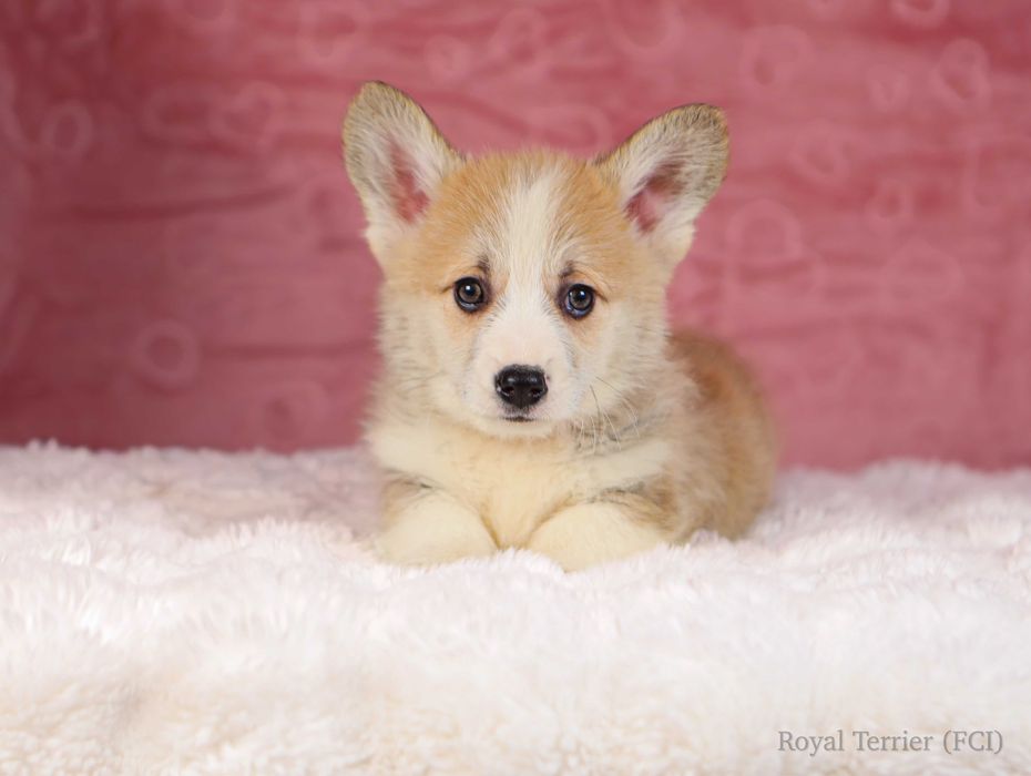 piesek Welsh Corgi Pembroke ZKWP/FCI krótki ogonek rudy