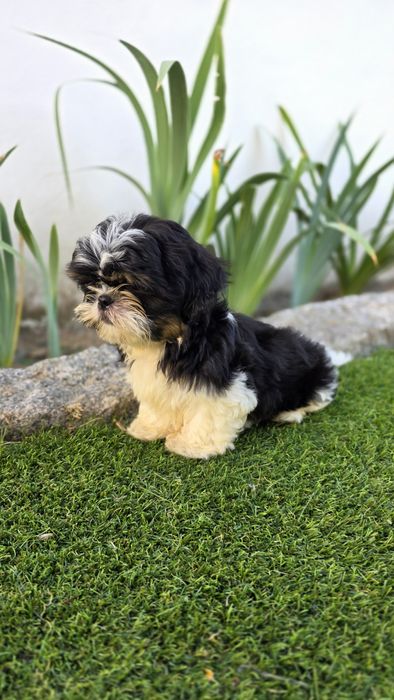 Shih-tzu Bicolor Macho