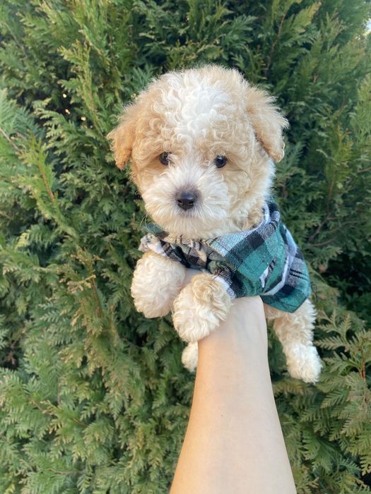 Цунятка міні мальтипу