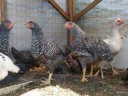 У наявності інкубаційне яйце Мастер Грей.