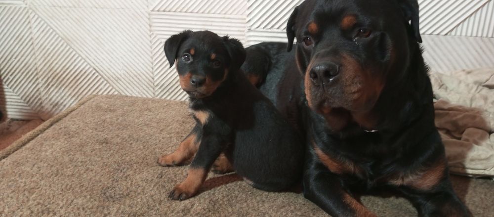 Щенки Ротвейлера