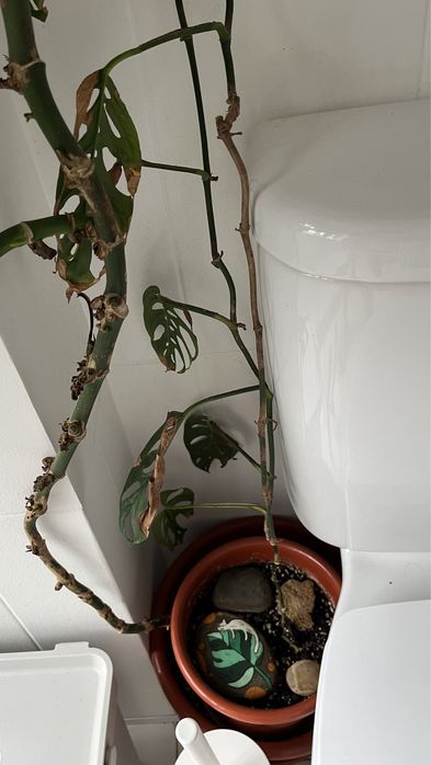 Planta monstera acuminata