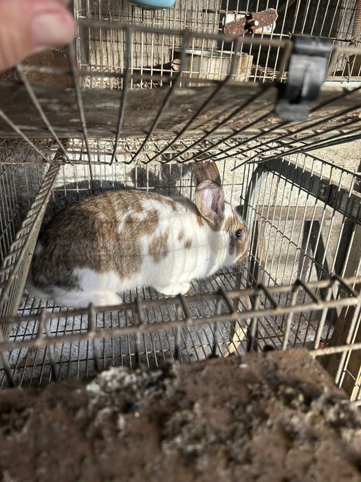 Coelhos cruzados de borboleta com gigantes