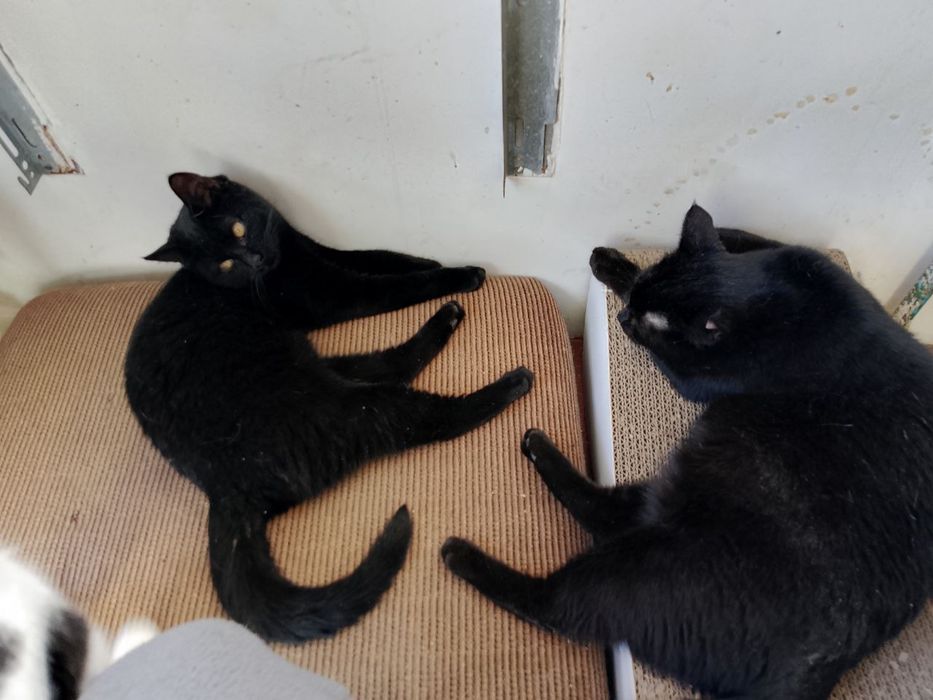 Котики ищут семьи