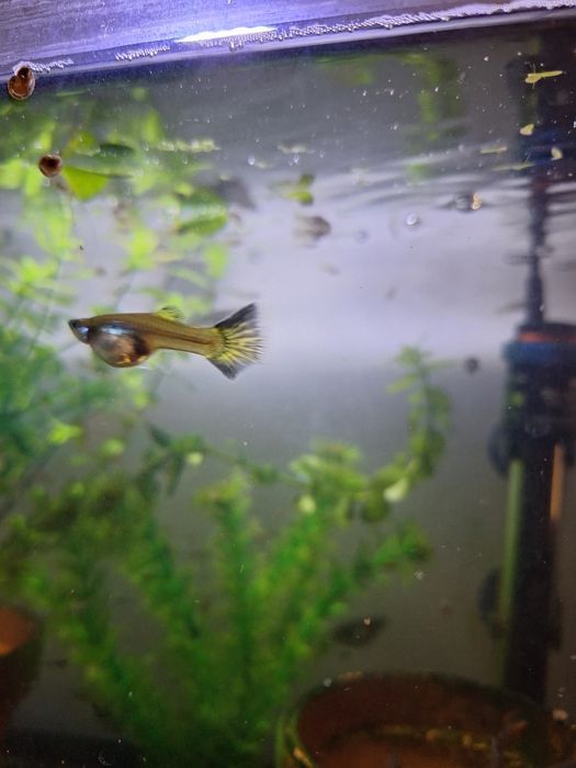 Guppies Machos e Fêmeas