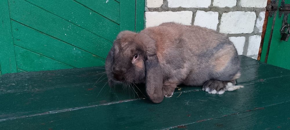 Кролік французкій баран Мадагаскар