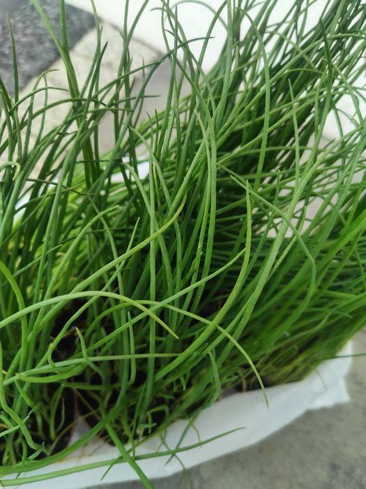 Pięć sadzonek cebula siedmiolatka