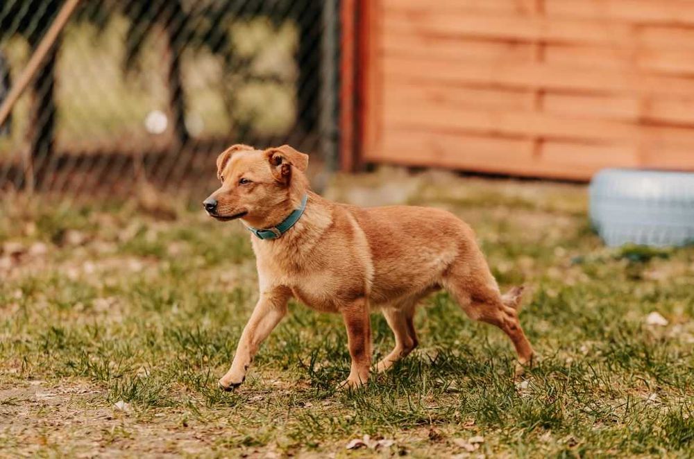 Uwielbiający wygrzewanie się na słońcu młodziutki Sunny szuka domu!!!