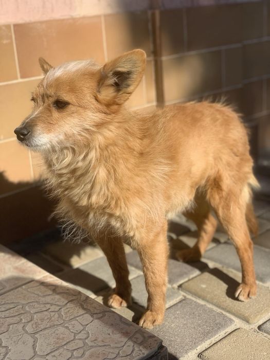 Віддам собачку в добрі руки