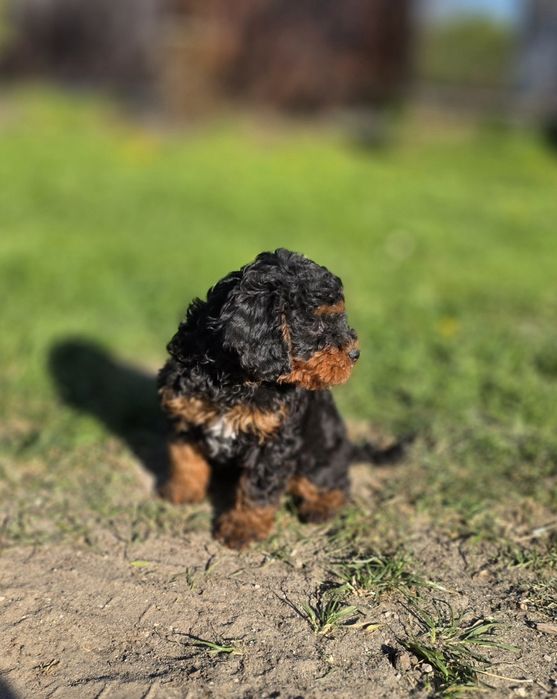 Cavapoo f1b piesek black&tan