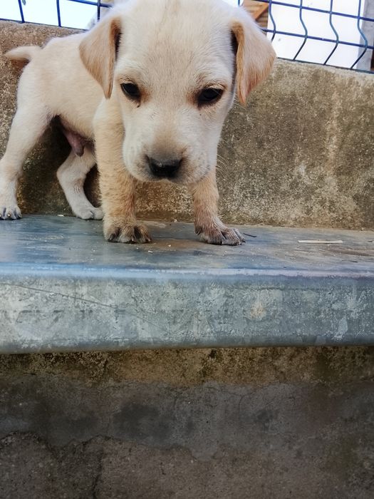 Cachorrinhos para adoção