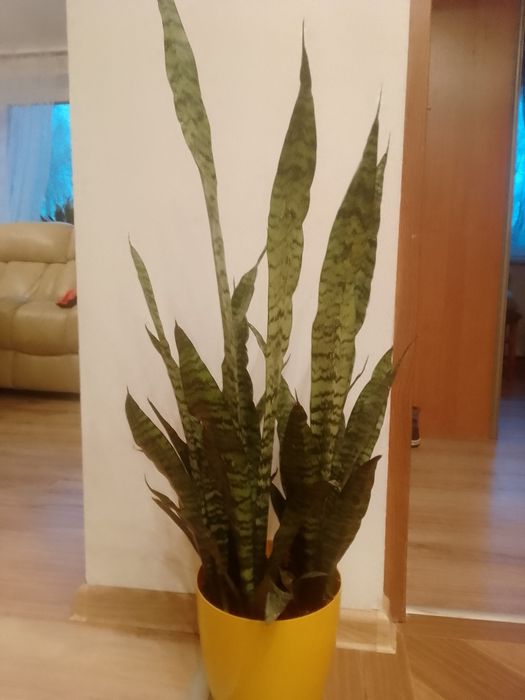 Sanseweria do 80 cm wysokości