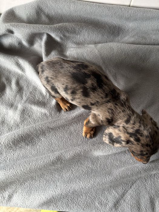 Teckel femea  azul arlequim miniatura