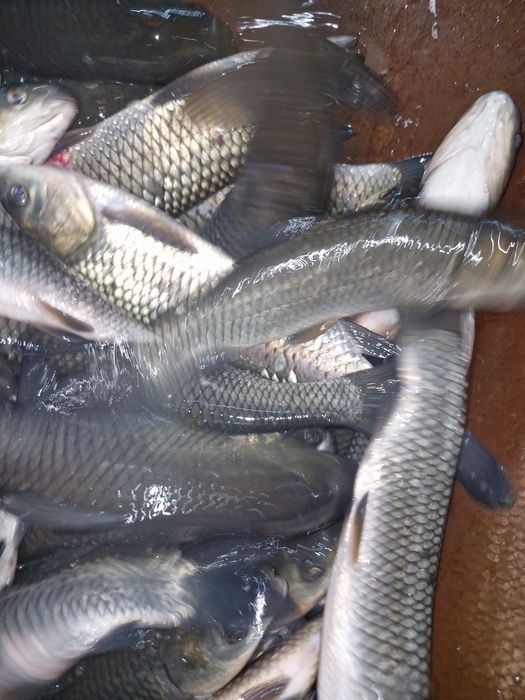 Narybek i kroczek karpia