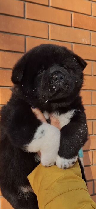 Девочка американской акиты