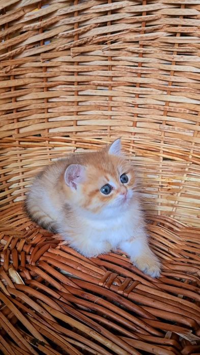 Красавчик золотая шиншилла