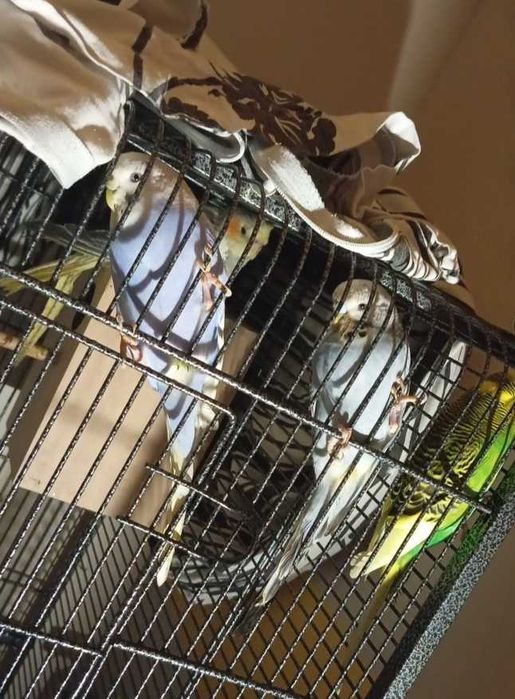 Poddam papugi w dobre ręce !