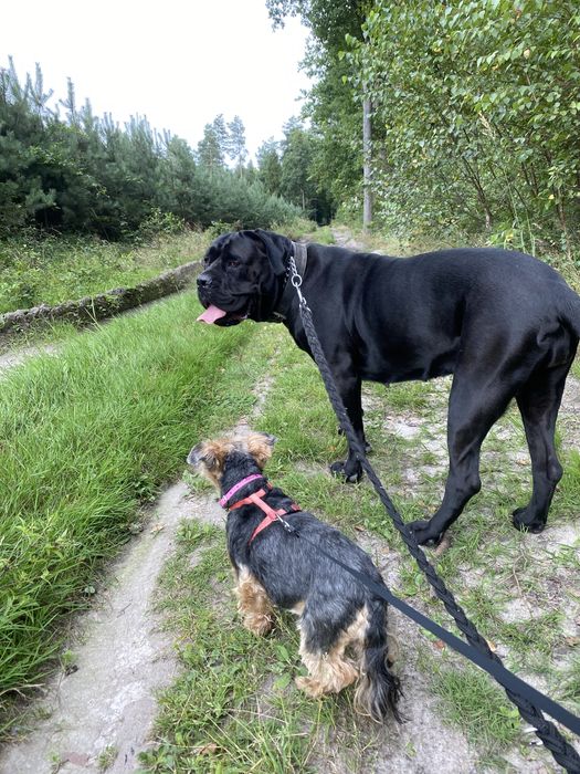 Domowy hotel dla psów, petsitter, opieka nad psem