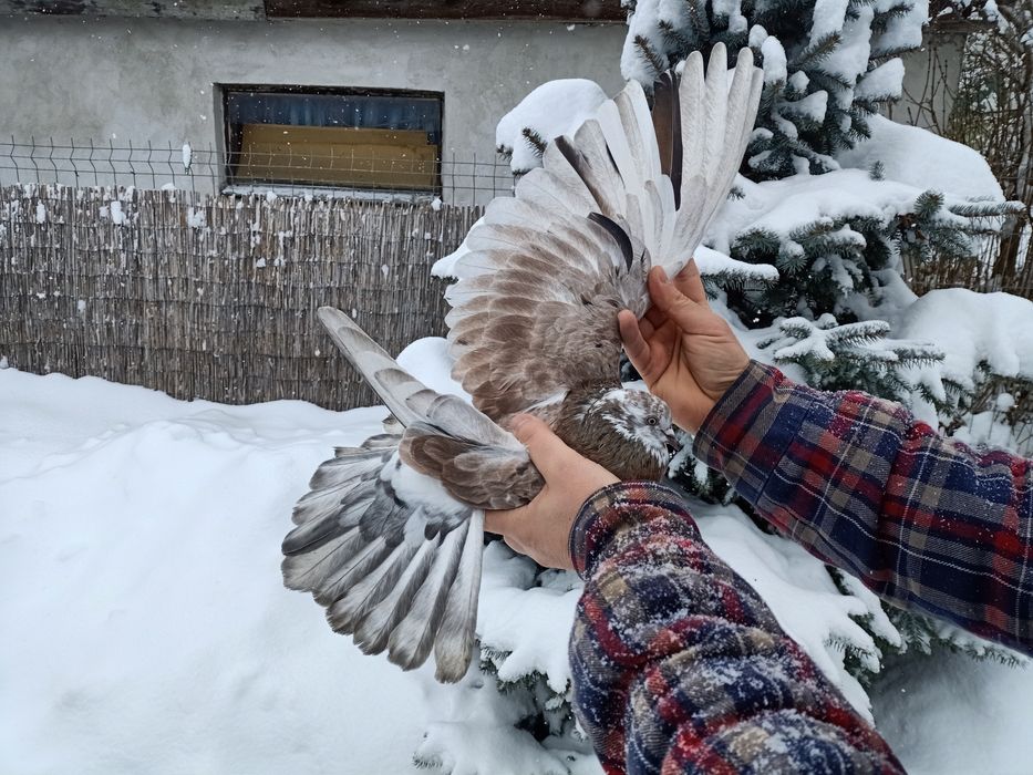 Gołębie mikolajewskie