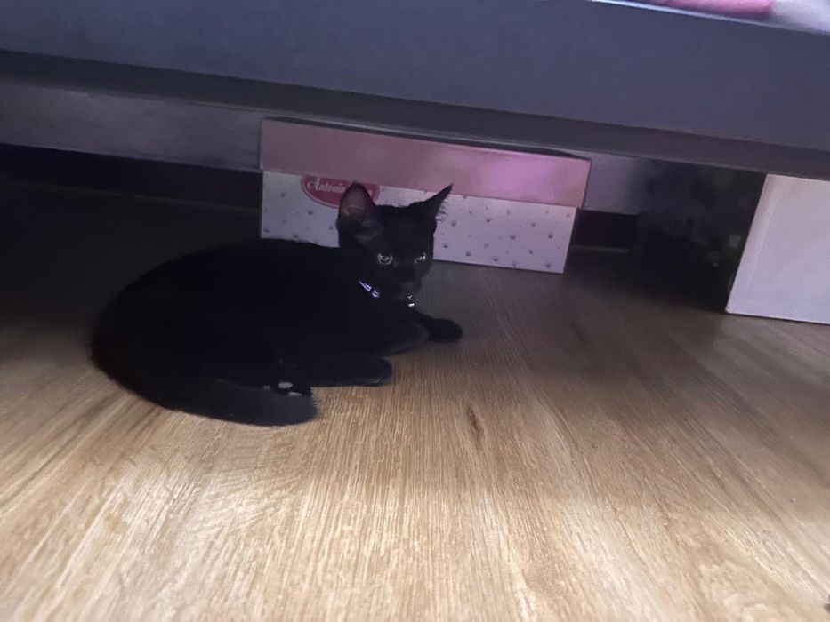 Dou gatinho bebe