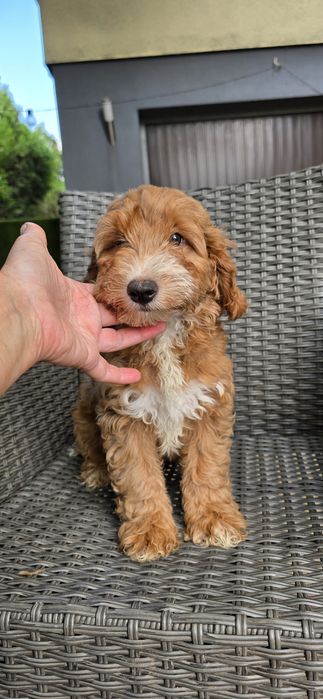 Cockapoo / chłopczyk