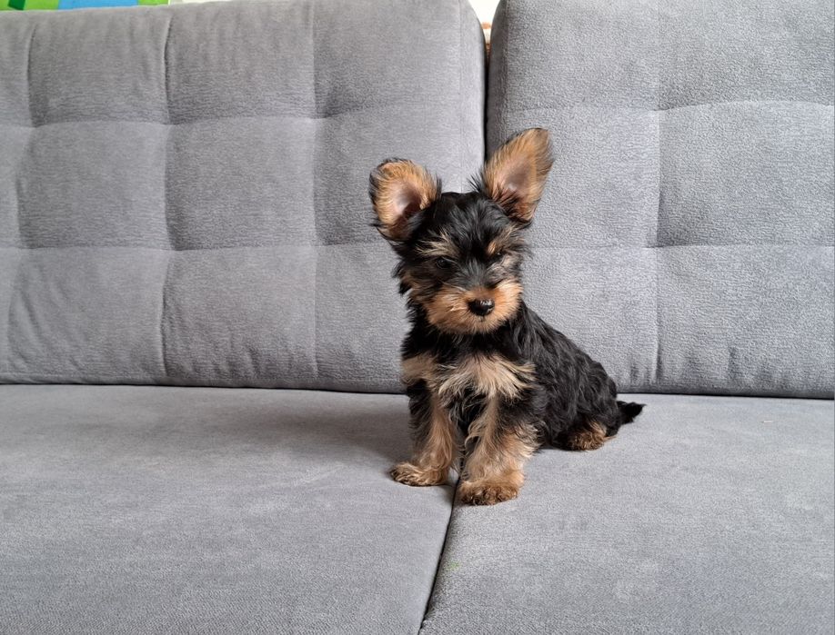 York  Yorkshire  terrier  piesek