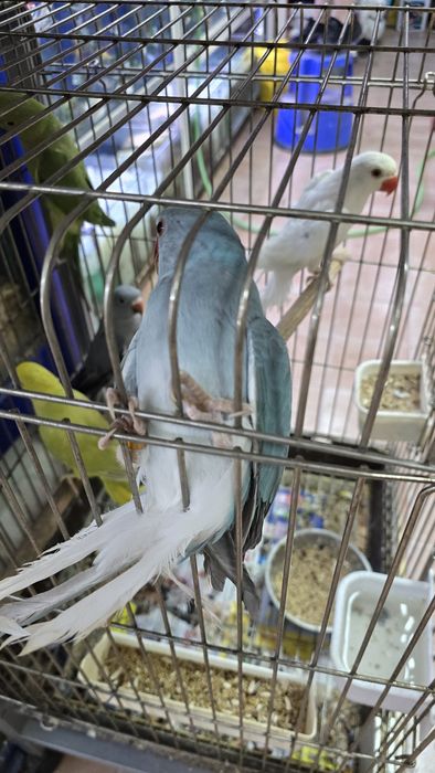 Ring neck Opalina Turquesa/CC, fêmeas, 2025

Aves anilhados e com cedê