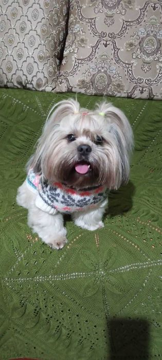 Красавчик- хлопчик Ши тцу шукає дівчинку для в*язки