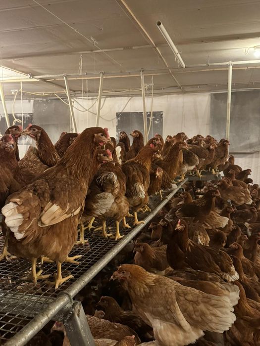 Kury Nioski Bovans 22 tygodnie. Wysyłka na całą Polske.