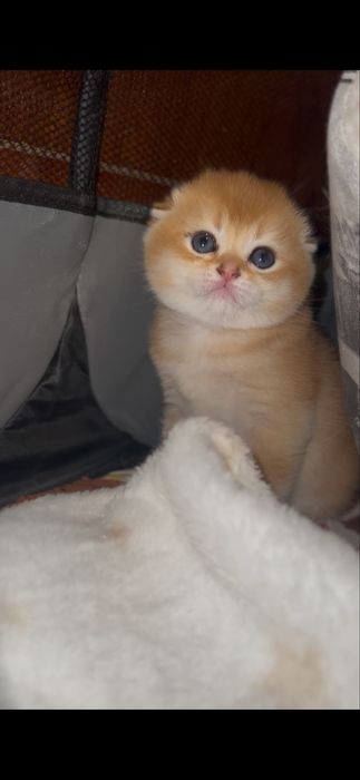 Кошенята шотландської золотої шиншили